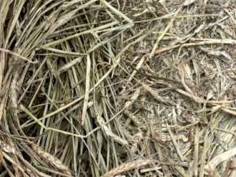 900 mt Frosted Wheat Hay Shedded