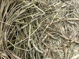 900 mt Frosted Wheat Hay Shedded