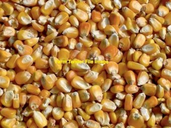 44mt Feed Maize
