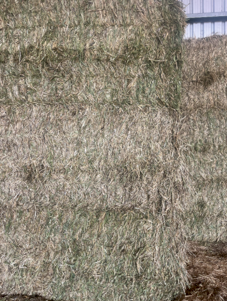 150mt Barley Hay 730kg 8x4x3 Bales