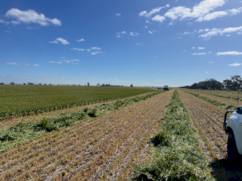 150mt Barley Hay 730kg 8x4x3 Bales