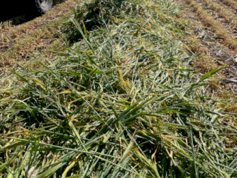 150mt Barley Hay 730kg 8x4x3 Bales
