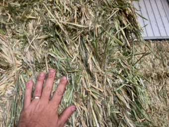 150mt Barley Hay 730kg 8x4x3 Bales