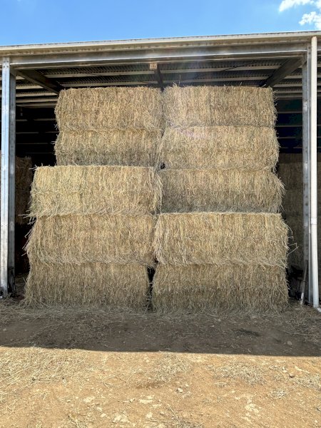 150mt Pasture Hay 8x4x3 bales