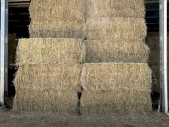 150mt Pasture Hay 8x4x3 bales