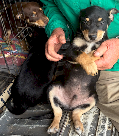 Kelpie Pups x 4
