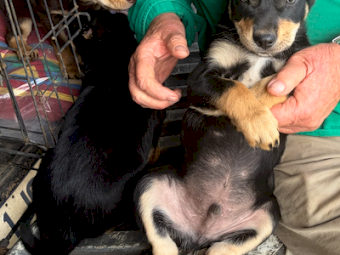 Kelpie Pups x 4