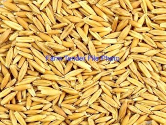 12mt Hay Oat Seed