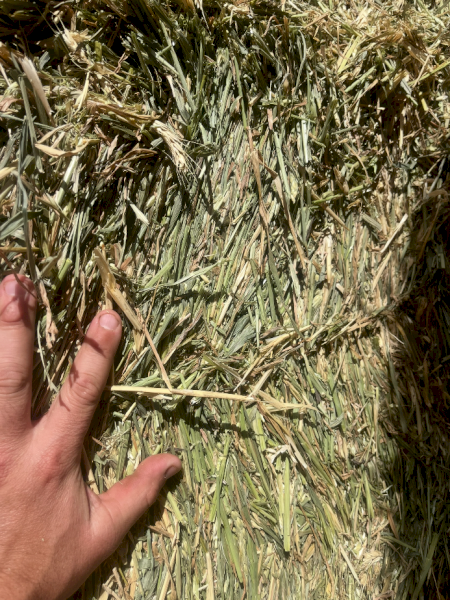 150mt Wheaten Hay 730kg 8x4x3 Bales