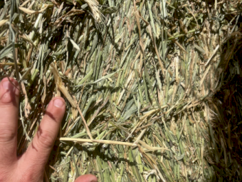 150mt Wheaten Hay 730kg 8x4x3 Bales