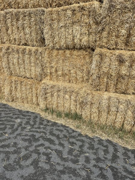 55mt Barley Straw 450kg 8x4x3 Bales