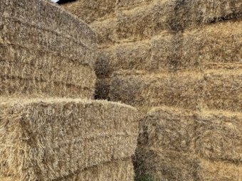 55mt Barley Straw 450kg 8x4x3 Bales