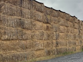 55mt Barley Straw 450kg 8x4x3 Bales