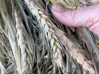 700mt Wheaten Hay 650-700 8x4x3 Bales
