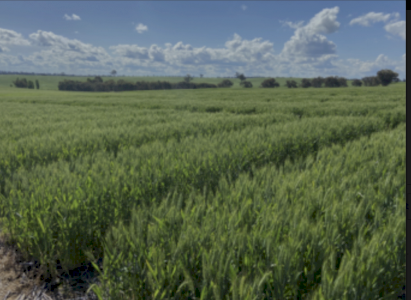 Crop Starter 15 ex Geelong - Available now