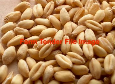 3.8t Calibre Wheat Seed Cleaned & Treated