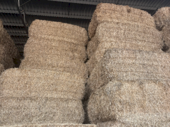 500mt Wheaten Hay 550-600kg 8x4x3 Bales (Delivered to Tamworth NSW)