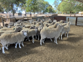 286 x Composite Ewes SIL to WS