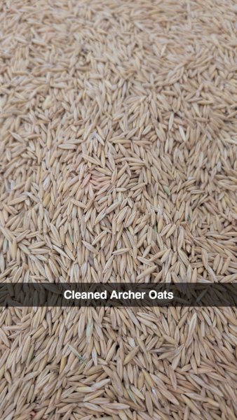70mt Archer Oats