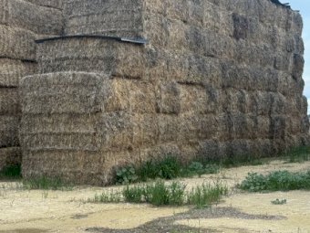 56m/t Wheaten Hay 8x4x3 Bales