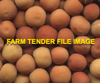90mt Gunyah Field Peas