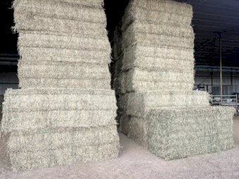 44 x Lucerne Hay 580kg 8x4x3 Bales