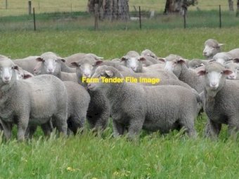 WANTED Land for Grazing Sheep