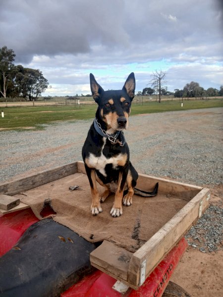Kelpie Female 3yrs old Black/Tan