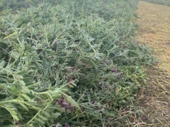 24mt Vetch Hay 470kg 5x4 Round Bales