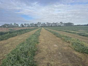 24mt Vetch Hay 470kg 5x4 Round Bales