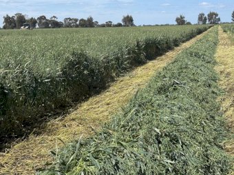 50mt Oaten Hay 580kg 8x4x3 Bales