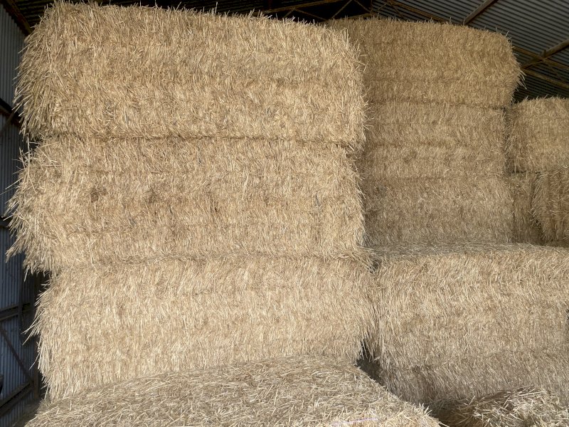 150 m/t 25' Season Wheaten Hay