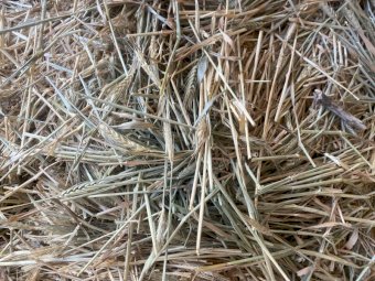 150 m/t 25' Season Wheaten Hay