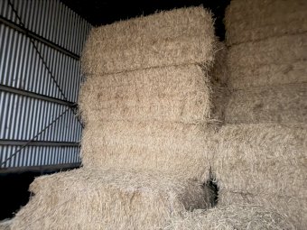 150 m/t 25' Season Wheaten Hay