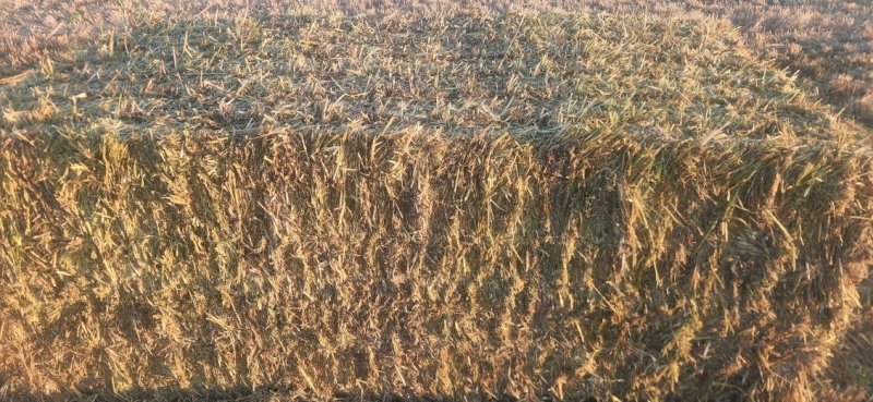 600m/t 25' Season Barley Rye Hay