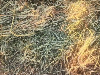 600m/t 25' Season Barley Rye Hay