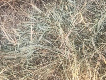 600m/t 25' Season Barley Rye Hay