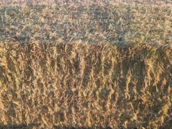 600m/t 25' Season Barley Rye Hay