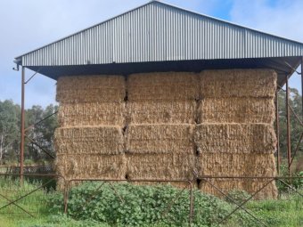95MT Oaten Lucerne Hay 8X4X3 Large Square Bales