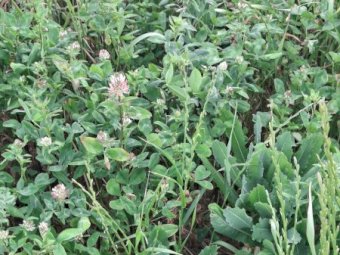 95MT Oaten Lucerne Hay 8X4X3 Large Square Bales
