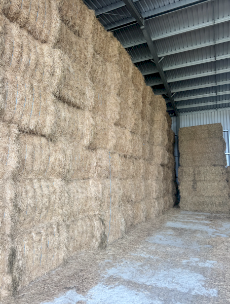 160mt Lucerne Hay 580kg 8x4x3 Bales