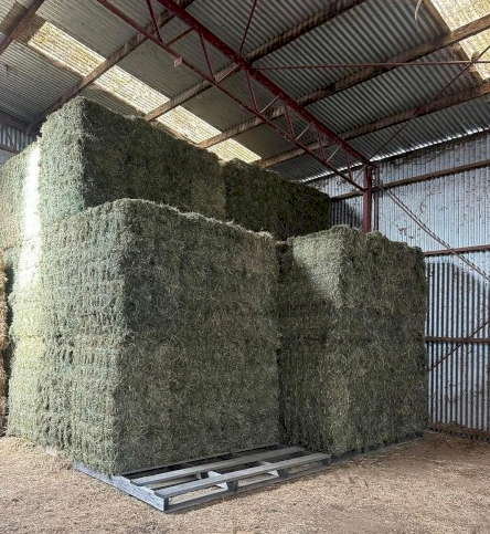 10 x Lucerne Hay Small Squares