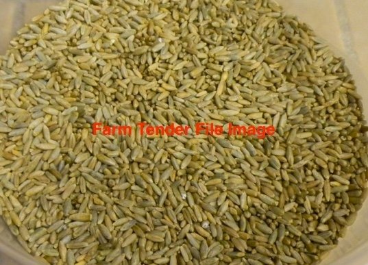 WANTED Vampire Rye Corn Seed