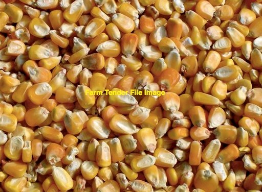 100mt Feed Corn