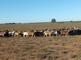 Rangeland Weaner Goats