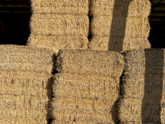 550mt Wheaten Hay 630kg 8x4x3 Bales