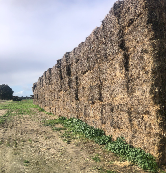 400mt Barley Hay 600kg 8x4x3 Bales