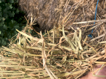 400mt Barley Hay 600kg 8x4x3 Bales