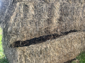 400mt Barley Hay 600kg 8x4x3 Bales
