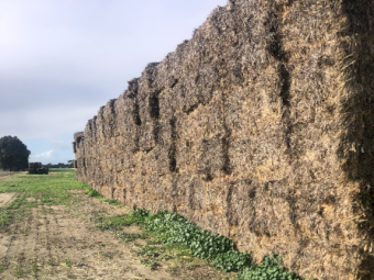 400mt Barley Hay 600kg 8x4x3 Bales